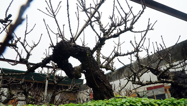 Rét căm căm, đào thất thốn tiến vua được vào phòng điều hòa